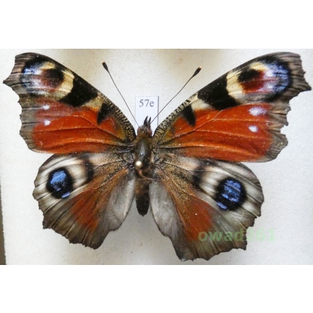 Aglais io (Linnaeus, 1758) Poland57e